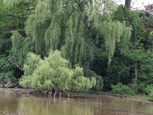 Willow and another small tree in water.