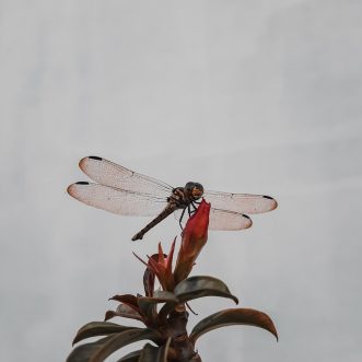 Embracing Authenticity Through Post Traumatic Growth